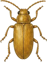 Yellow Mealworm Beetle