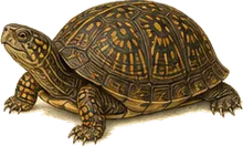 Eastern Box Turtle