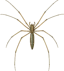 Silver Long-jawed Orb Weaver