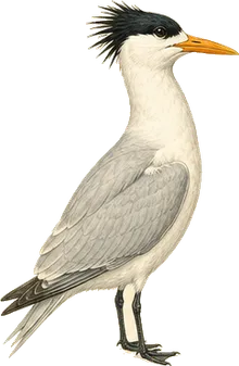 Elegant Tern