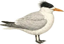 Royal Tern