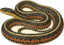 Butler's Garter Snake