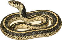 Black-necked Garter Snake