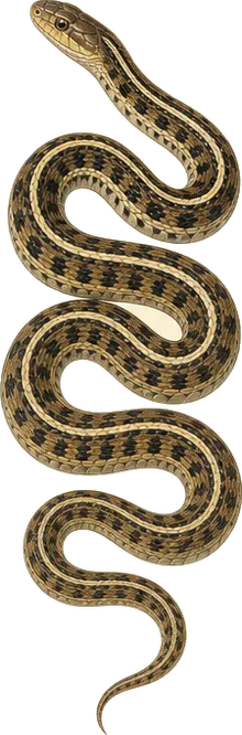 Western Ribbonsnake
