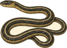 Common Garter Snake