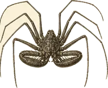 Tailless Whip Scorpion