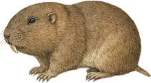Botta's Pocket Gopher
