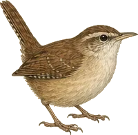Carolina Wren
