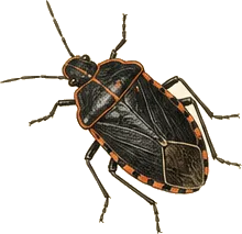 Negro Bug