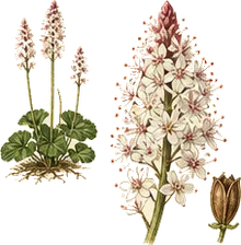 Foamflower
