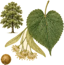 American Basswood