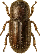 Common Pine Shoot Beetle