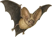 Greater Round-eared Bat