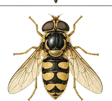 Twin-spot Hoverfly