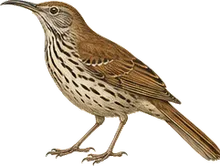 Long-billed Thrasher