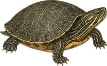 Big Bend Slider