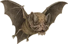 Fringe-lipped Bat