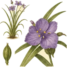 Western Spiderwort