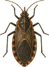 Eastern Blood-sucking Conenose