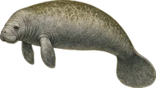 Florida Manatee