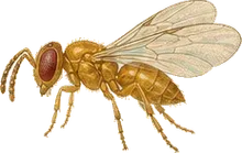 Egg Parasitoid Wasp