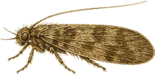 Grannom