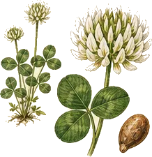 White Clover