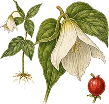 Nodding Trillium