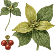 Green Trillium