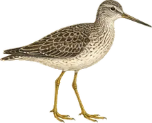 Lesser Yellowlegs
