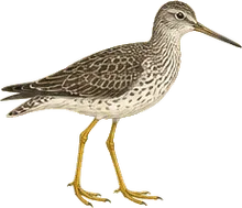 Greater Yellowlegs