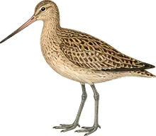 Marbled Godwit