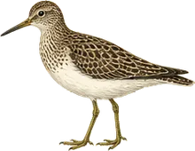 Solitary Sandpiper