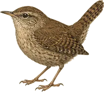 House Wren