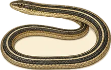 Lined Snake