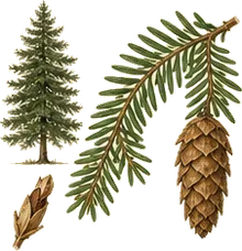 Eastern Hemlock