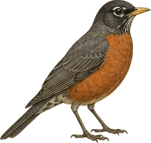 American Robin