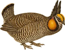 Greater Prairie-Chicken