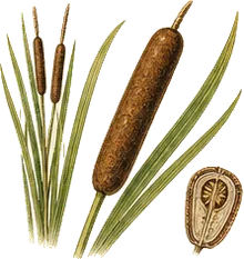 Narrowleaf Cattail