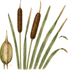 Common Cattail