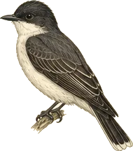 Eastern Kingbird