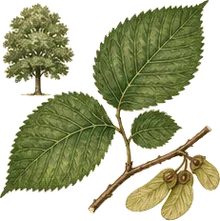 American Elm