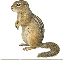 Wyoming Ground Squirrel