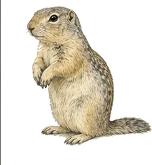 Arctic Ground Squirrel