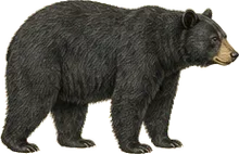 American Black Bear