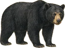 Olympic Black Bear