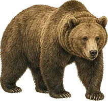 Grizzly Bear