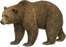 Kodiak Bear