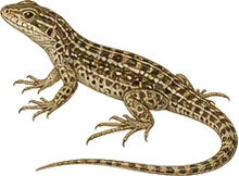 Common Side-blotched Lizard