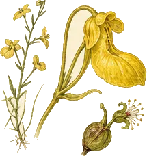 Common Bladderwort